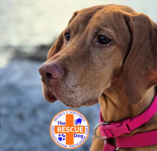 Bellissima cucciolata di Bracco Ungherese (Vizsla) in arrivo a Natale! | Foto 3