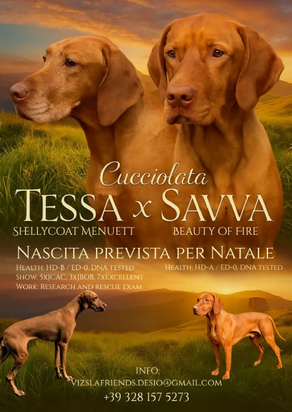 Bellissima cucciolata di Bracco Ungherese (Vizsla) in arrivo a Natale!