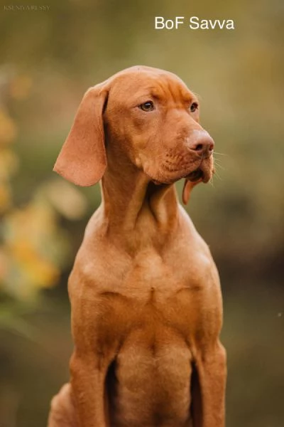 Bellissima cucciolata di Bracco Ungherese (Vizsla) in arrivo a Natale! | Foto 2