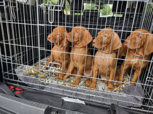 Bellissima cucciolata di Bracco Ungherese (Vizsla) in arrivo a Natale! | Foto 1