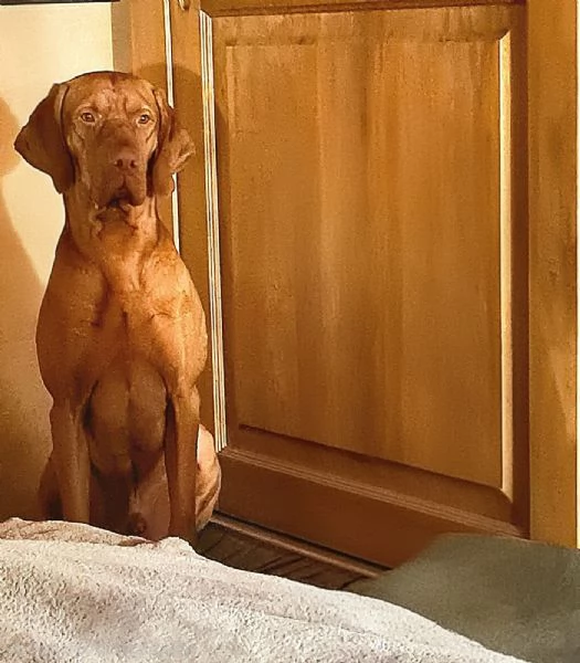 Bellissima cucciolata di Bracco Ungherese (Vizsla) in arrivo a Natale! | Foto 0