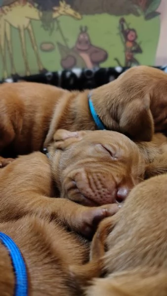 Disponibili ultimi maschietti di stupenda cucciolata Vizsla (Bracco Ungherese) | Foto 6