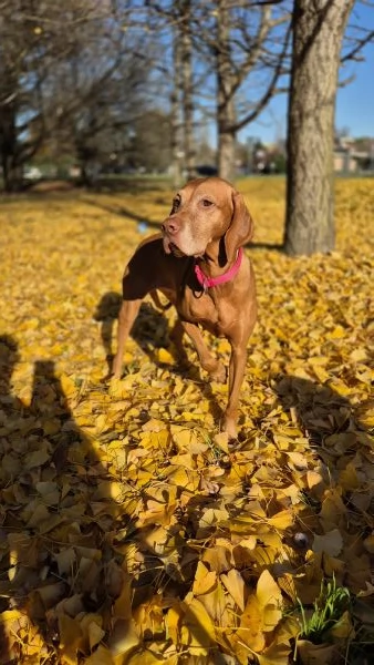 Disponibili ultimi maschietti di stupenda cucciolata Vizsla (Bracco Ungherese) | Foto 5