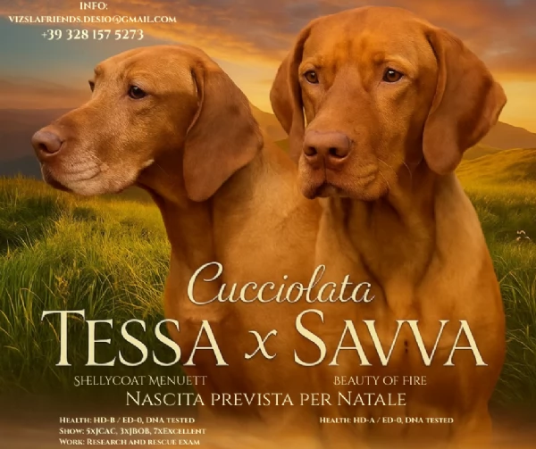 Disponibili ultimi maschietti di stupenda cucciolata Vizsla (Bracco Ungherese) | Foto 4