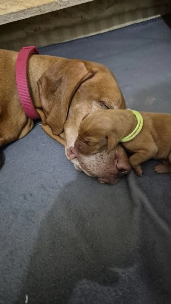 Disponibili ultimi maschietti di stupenda cucciolata Vizsla (Bracco Ungherese) | Foto 3
