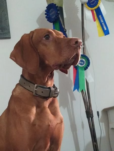 Disponibili ultimi maschietti di stupenda cucciolata Vizsla (Bracco Ungherese) | Foto 2