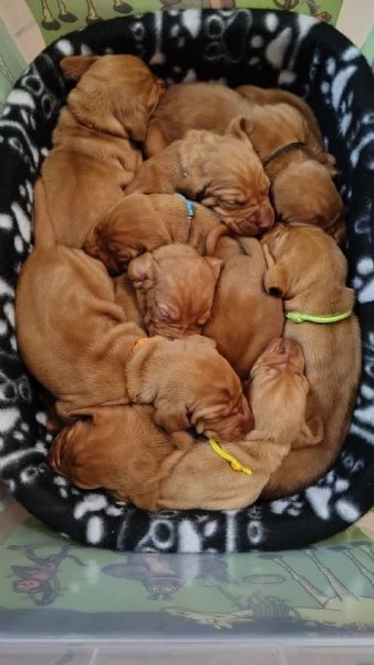 Disponibili ultimi maschietti di stupenda cucciolata Vizsla (Bracco Ungherese) | Foto 0