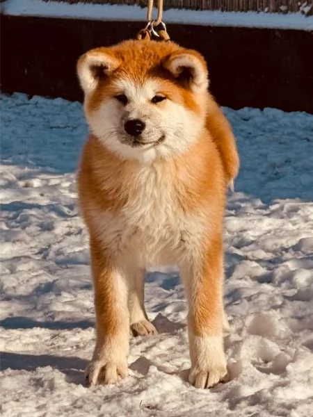 Akita Inu giapponese cuccioli | Foto 5