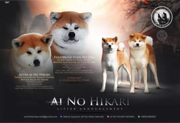 Akita Inu giapponese cuccioli