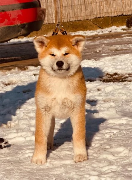 Akita Inu giapponese cuccioli | Foto 4