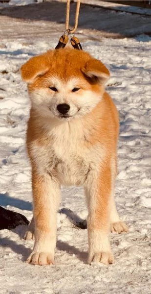 Akita Inu giapponese cuccioli | Foto 3
