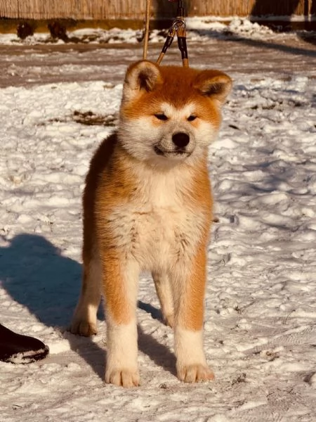 Akita Inu giapponese cuccioli | Foto 2