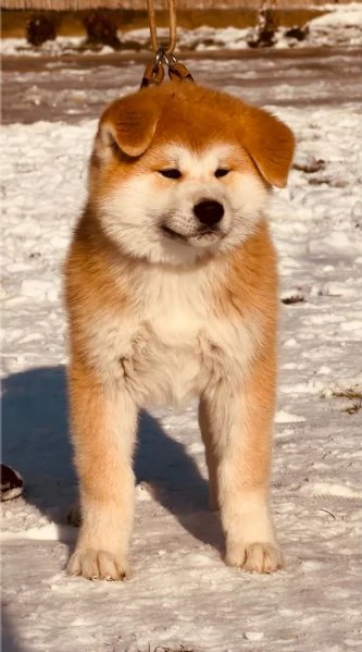 Akita Inu giapponese cuccioli | Foto 1