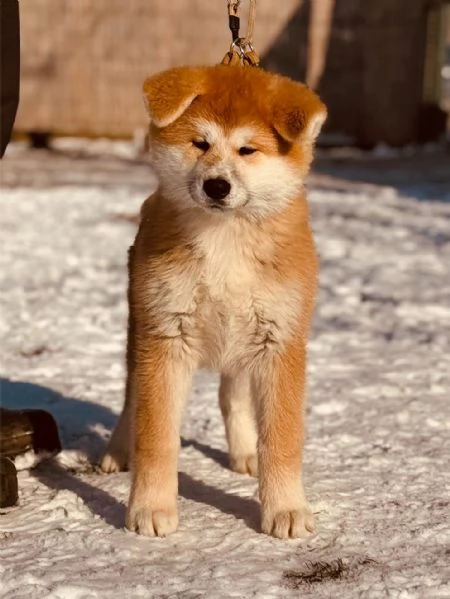 Akita Inu giapponese cuccioli | Foto 0