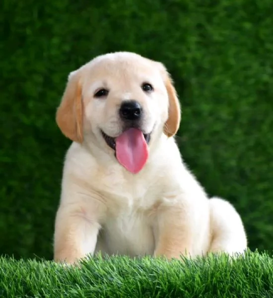 Cuccioli di labrador