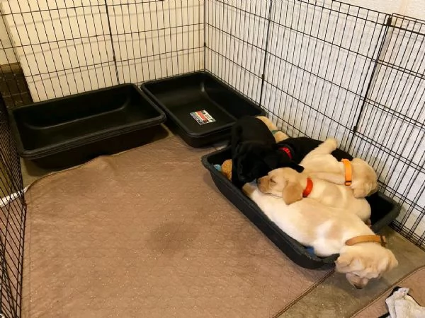Cuccioli di labrador | Foto 0