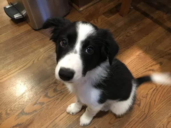 Splendidi cuccioli di Border Collie KC Excellent Home Breeds maschi e femmine in cerca di una casa p