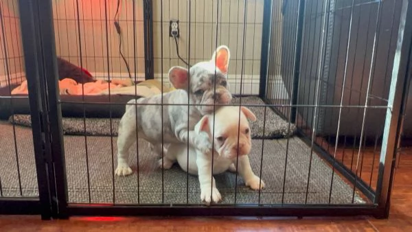 Splendidi cuccioli di bulldog francese maschi e femmine di KC Excellent Home Breeds in cerca di una 