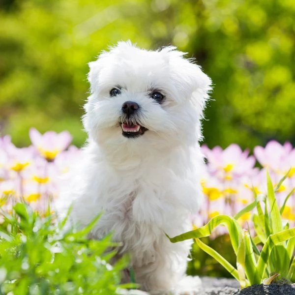 Splendidi cuccioli maltesi maschi e femmine di KC Excellent Home Breeds in cerca di una casa per sem
