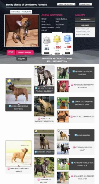 Bulldog francese cuccioli | Foto 4