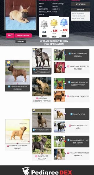 Bulldog francese cuccioli | Foto 2