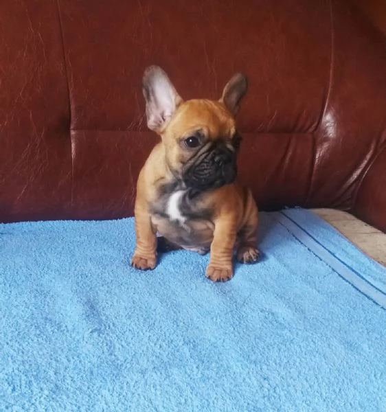 Bulldog francese cuccioli | Foto 0