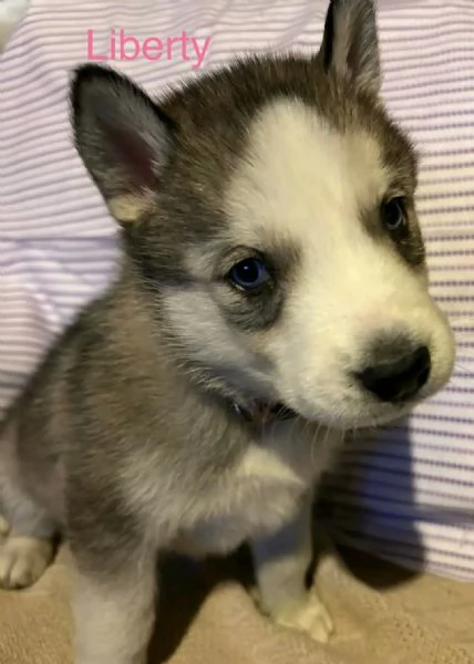 Vendita Husky | Foto 2