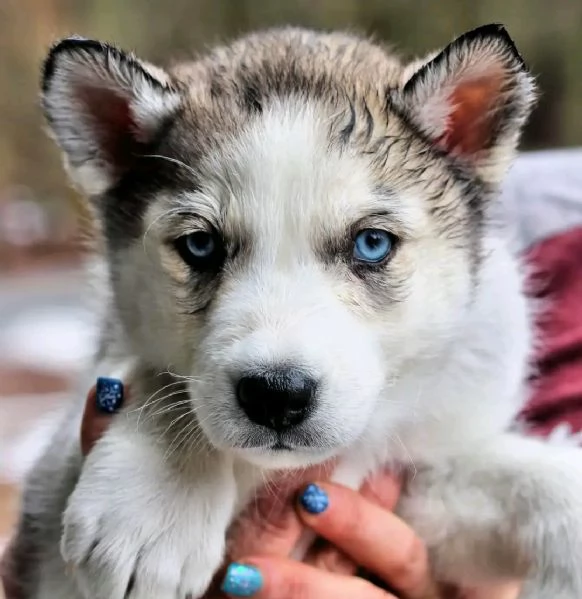 Vendita Husky | Foto 1