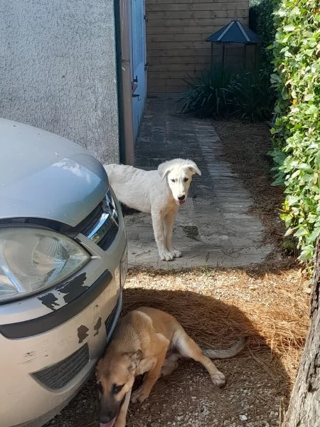 Cucciolo maremmano | Foto 2