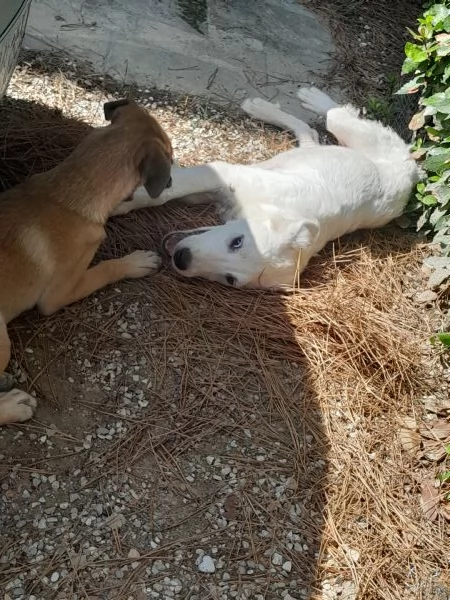 Cucciolo maremmano | Foto 1