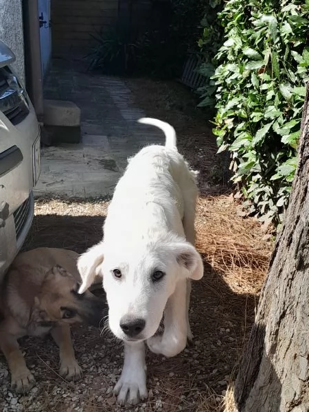 Cucciolo maremmano | Foto 0