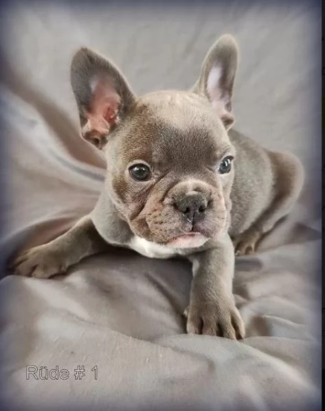 Cuccioli di bulldog francese blu occhi azzurri | Foto 2