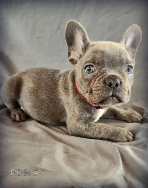 Cuccioli di bulldog francese blu occhi azzurri | Foto 0