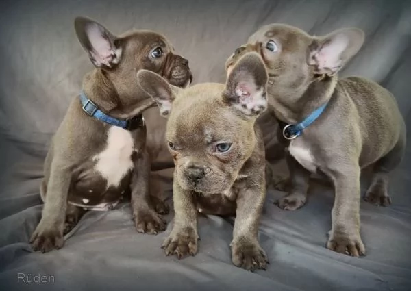 Cuccioli di bulldog francese blu occhi azzurri