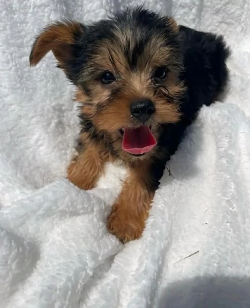 Yorkshire cuccioli 