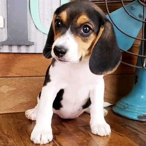 Bellissimi beagle in vendita ! | Foto 0