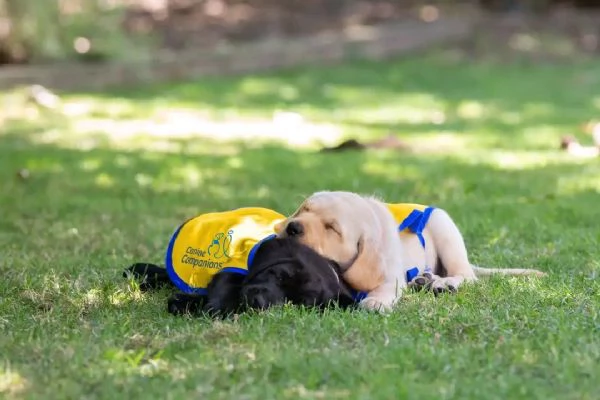 Cuccioli di labrador  | Foto 0