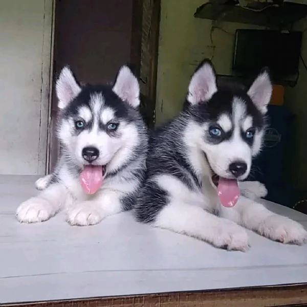 Vendita Husky