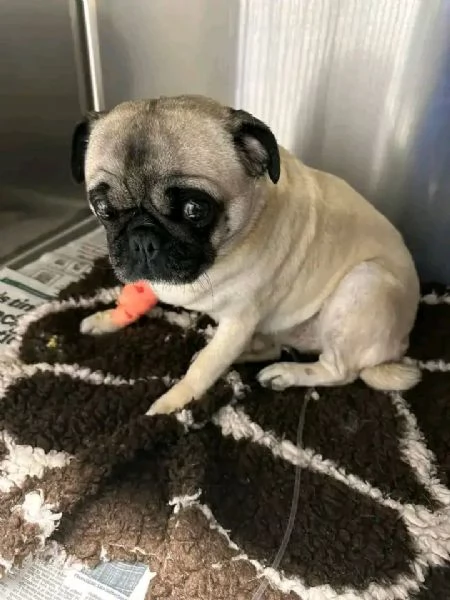 Carlino cucciolo  | Foto 1