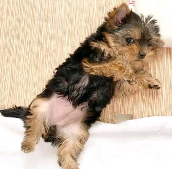 Yorkshire terrier toy | Foto 1