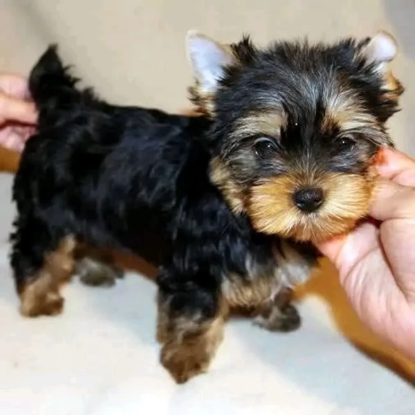 Yorkshire terrier toy | Foto 0