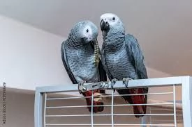 ho risistemato i miei migliori pappagalli grigi africani