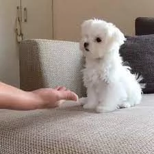 cuccioli maltesi disponibili