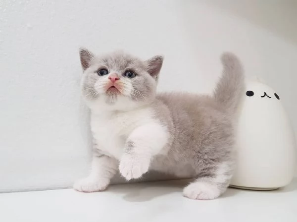 Bellissimi gattini Munchkin