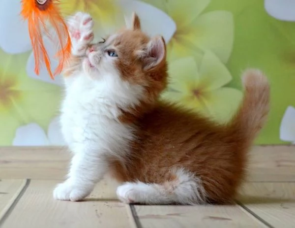 Gattini Munchkin | Foto 1