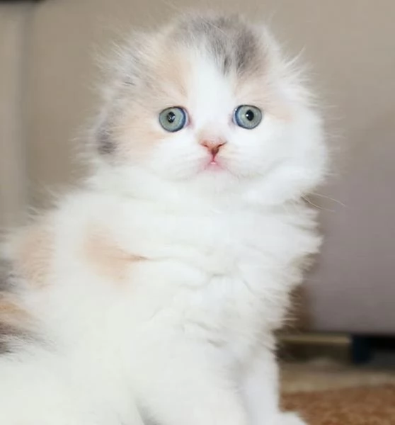 Gattini Munchkin | Foto 0