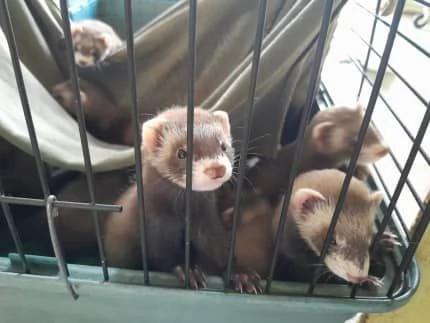 i miei migliori cuccioli disponibili | Foto 0