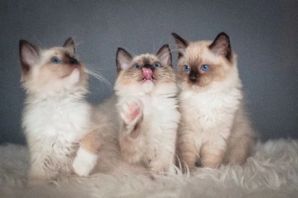 Disponibili gattini Ragdoll 
