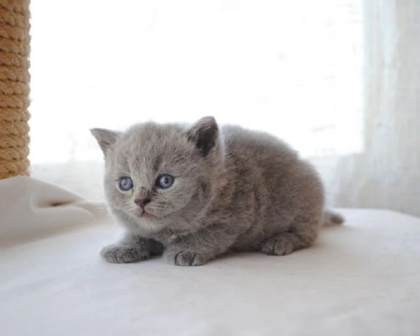 Disponibili cuccioli di British Shorthair | Foto 1