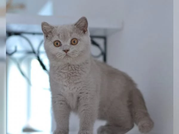 Disponibili cuccioli di British Shorthair